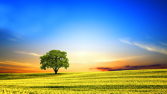 【上市20周年】勇立潮头四十余载，菠菜担保网 - 最权威的全网担保平台信息以何基业长青？